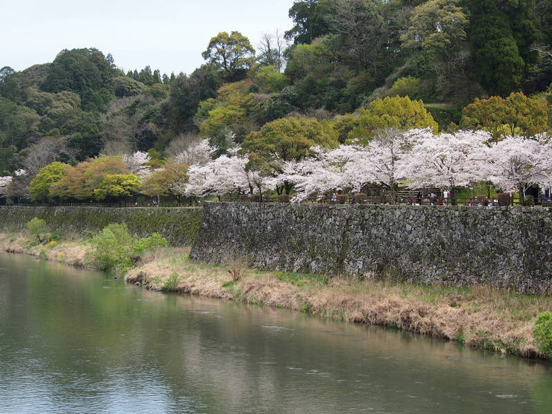 osiro sakura